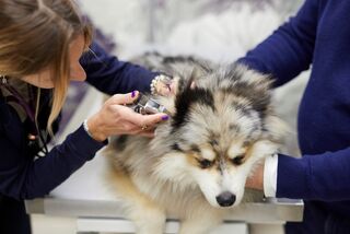 HƯỚNG DẪN CÁCH VỆ SINH TAI CHO CHÓ TẠI NHÀ DỄ DÀNG